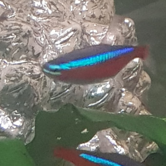 aquariophile Papou1964