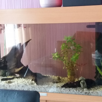 aquariophile Liithe76
