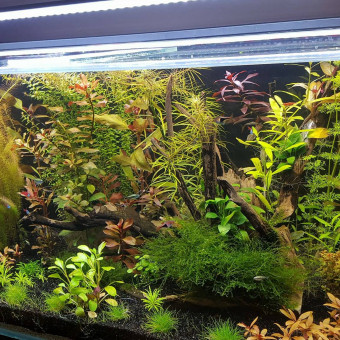 aquariophile Geno59-leny