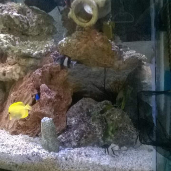 aquariophile Nemo54887713