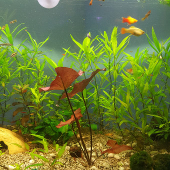 aquariophile DimDimdim42