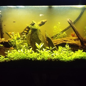 aquariophile martinrongeur