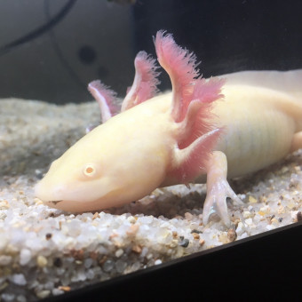 aquariophile Aqualix