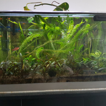 aquariophile Mepo974