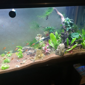 aquariophile Birdman