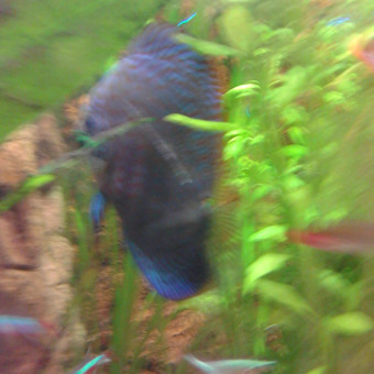 aquariophile Yannick