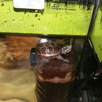 aquariophile katonai