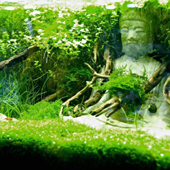 aquariophile jfLABENNE97440