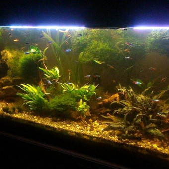 aquariophile Eau_douce88