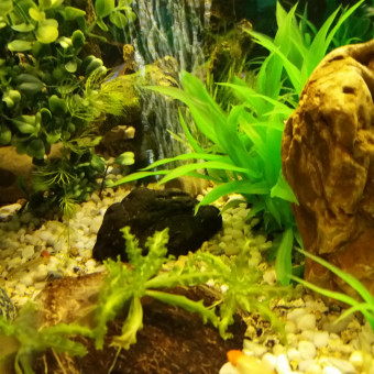 aquariophile Ludo3162100