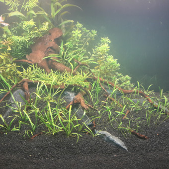 aquariophile Roman09