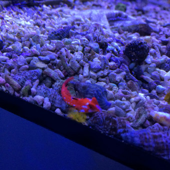 aquariophile Animopolis