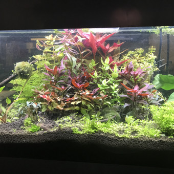 aquariophile momms