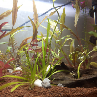 aquariophile PollyPocket