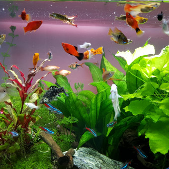 aquariophile labulle67