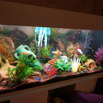 aquariophile johnny71100