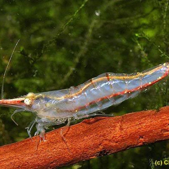 aquariophile BigfishHuno