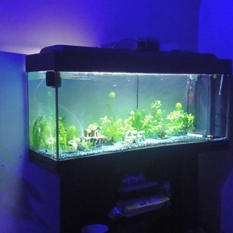 aquariophile MeloDie