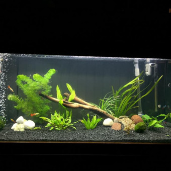 aquariophile Flutieju