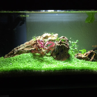 aquariophile mio_sotis