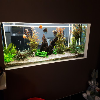 aquariophile shamadaly