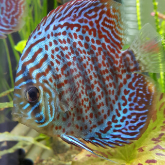 aquariophile CaePolo