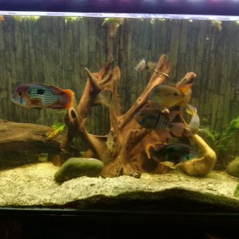 aquariophile Damienroobs