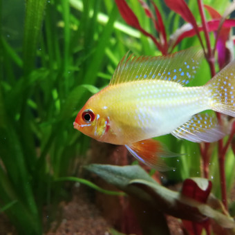 aquariophile Aurelien