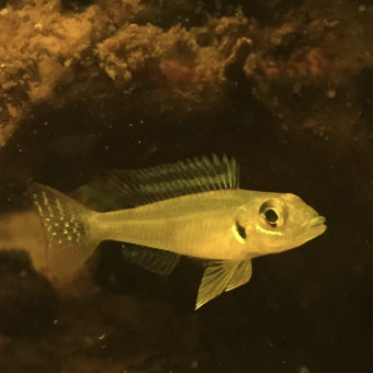 aquariophile SV1107