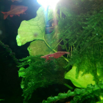 aquariophile regismedi