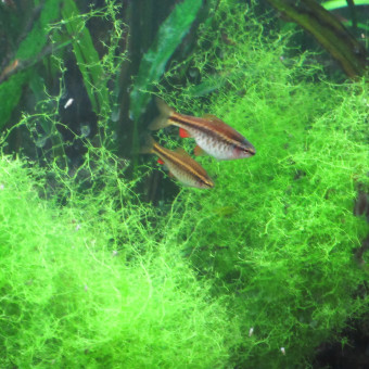 aquariophile Jany72