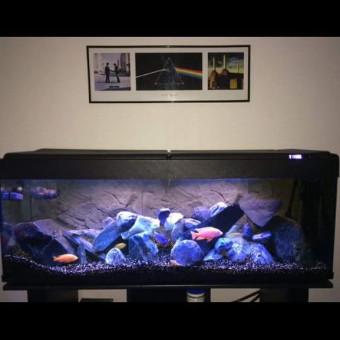 aquariophile Duche41