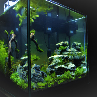 aquariophile MhyMir