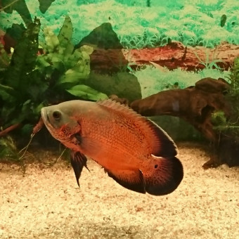 aquariophile Steve.Mazeau