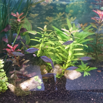 aquariophile Matthieu