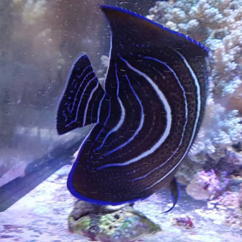 aquariophile Jerome57420