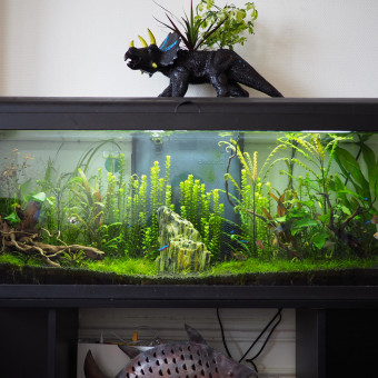 aquariophile Clement