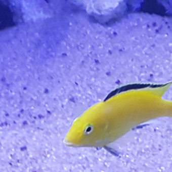 aquariophile Nicolas6691
