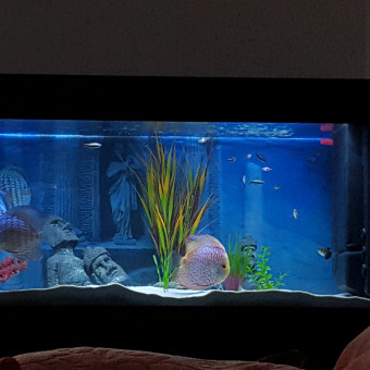 aquariophile Jsmat57