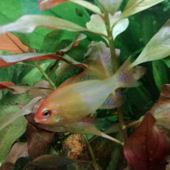 aquariophile Wshark83