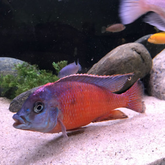 aquariophile PedroPorto