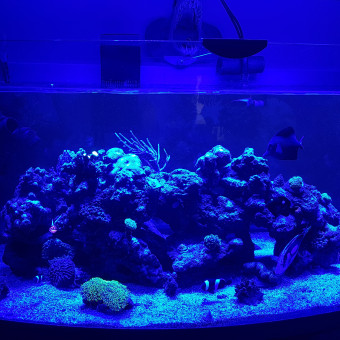 aquariophile Nando2912