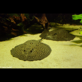 aquariophile Dmethor