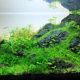 aquariophile Nico78280