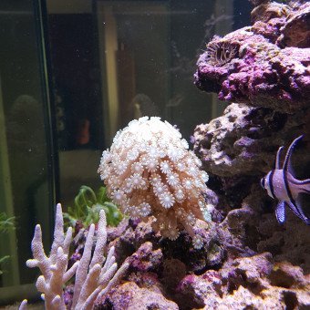 aquariophile TroudBalleKing