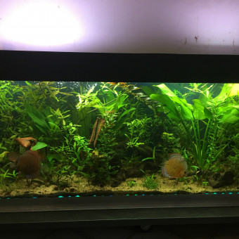 aquariophile Mickael.brulant