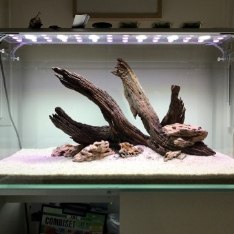 aquariophile ThomasC