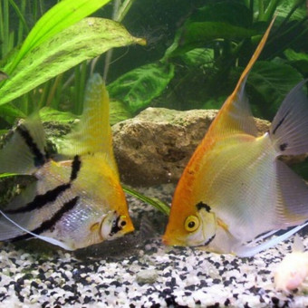 aquariophile Snicker