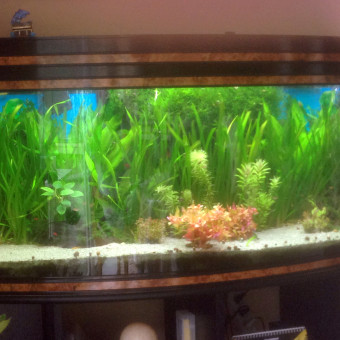 aquariophile DrJones45