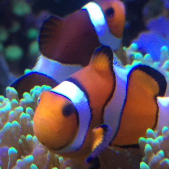aquariophile Arnaud06